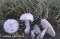 Leucoagaricus subvolvatus-amf1218-1
